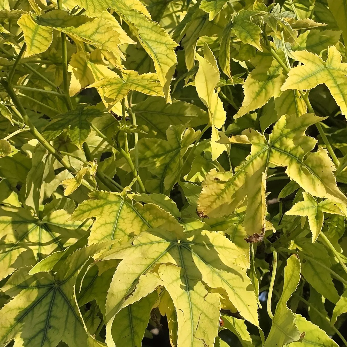 Chloróza