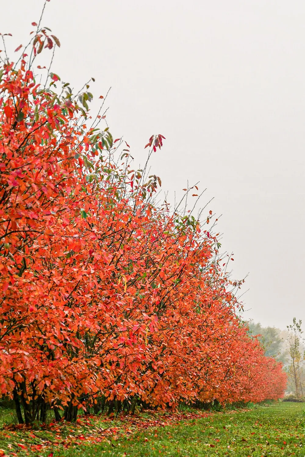 Muchovník (Amelanchier lamarckii) v jesennom období s listami sfarbenými do červena a oranžova