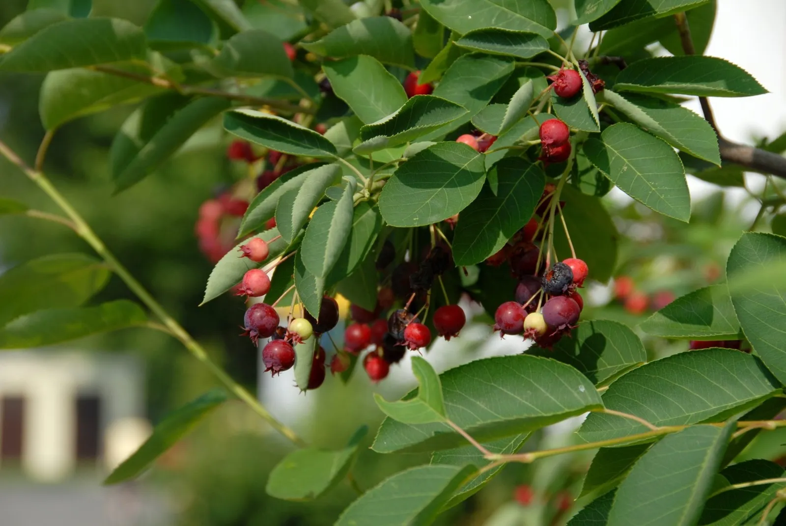 Plody muchovníka (Amelanchier lamarckii) počas dozrievania na letných vetvách